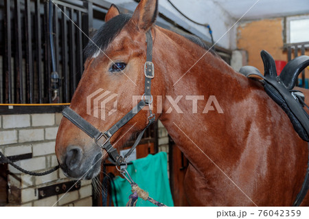 Close up portrait of a beautiful horse in a stable. 76042359
