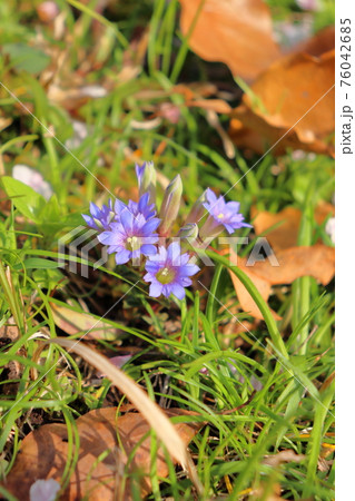 春の草花 フデリンドウ 春の草花 フデリンドウ 76042685