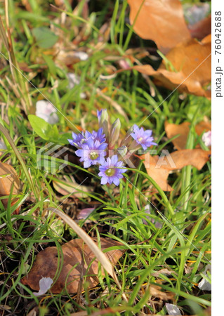 春の草花 フデリンドウ 春の草花 フデリンドウ 76042688