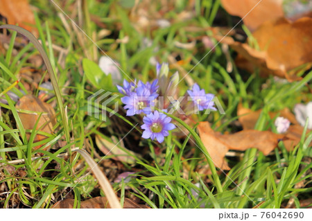 春の草花 フデリンドウ 春の草花 フデリンドウ 76042690