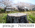 春なのに切り倒された桜 76043089