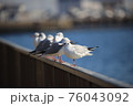 一休み中のゆりかもめ 76043092