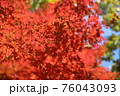 紅葉先取り 76043093