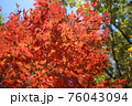 紅葉先取り2 76043094