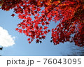 紅葉を見上げて 76043095