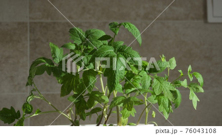 Tomato seeding in easter time, Stay at home 76043108