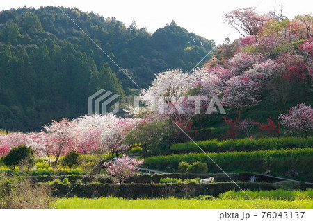 西川花公園 76043137