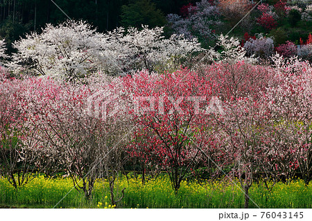西川花公園 76043145