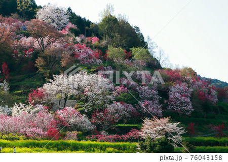 西川花公園 76043158