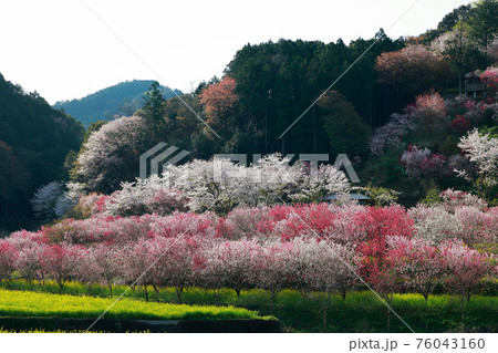 西川花公園 西川花公園 76043160