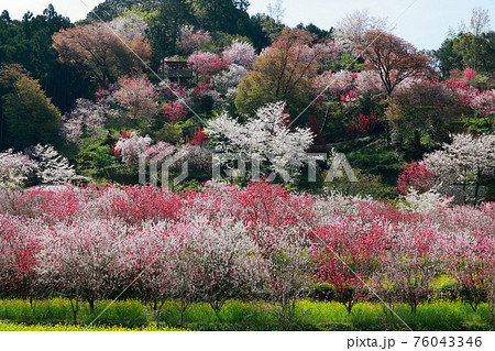 西川花公園 76043346