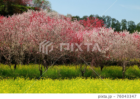 西川花公園 76043347
