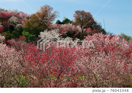 西川花公園 西川花公園 76043348