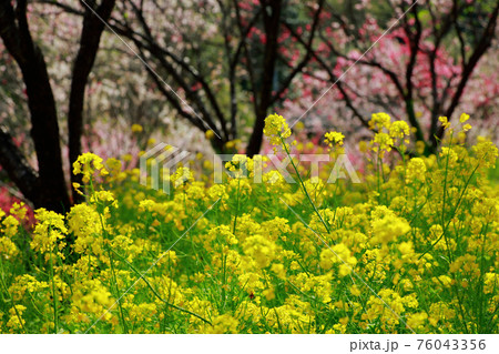 西川花公園 西川花公園 76043356
