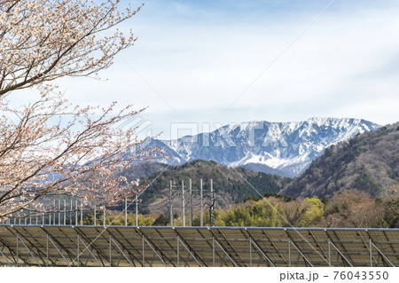 桜と名峰大山と空 76043550