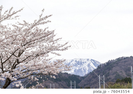 桜と名峰大山と空 桜と名峰大山と空 76043554