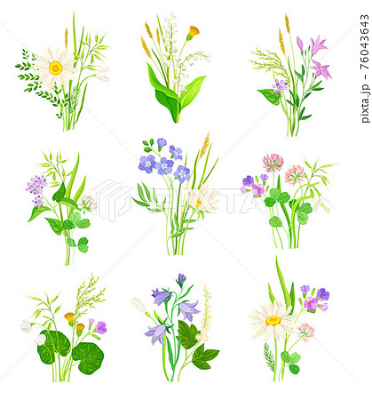 Floral Composition with Wildflowers and Meadow Plants Vector Set 76043643