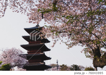 池上本門寺 五重の塔と桜 76043995