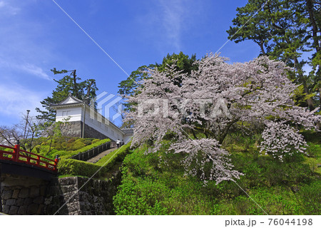 小田原城　桜 76044198