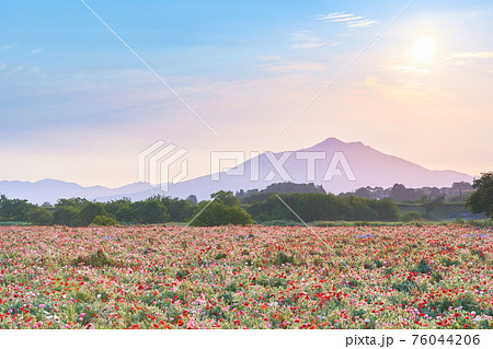 早朝の筑波山とポピー畑と太陽の風景 76044206
