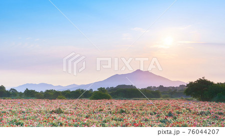 早朝の筑波山とポピー畑と太陽の風景 早朝の筑波山とポピー畑と太陽の風景 76044207