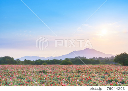 早朝の筑波山とポピー畑と太陽の風景 76044208