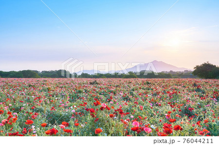 早朝の筑波山とポピー畑と太陽の風景 76044211