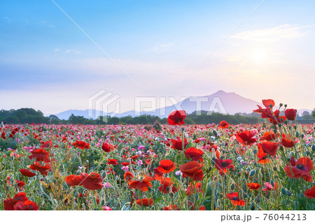 早朝の筑波山とポピー畑と太陽の風景 早朝の筑波山とポピー畑と太陽の風景 76044213