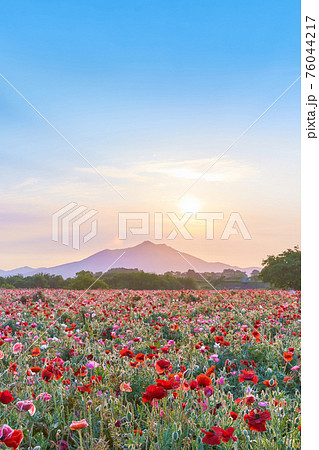 早朝の筑波山とポピー畑と太陽の風景 76044217