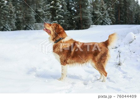 Big cute dog in winter forest, sun light Big cute dog in winter forest, sun light 76044409