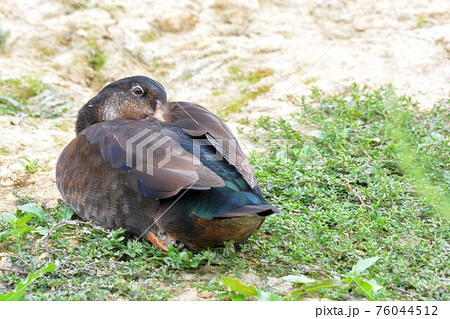 メス 女性 女子 76044512