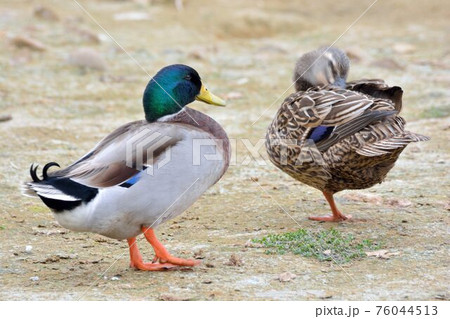 メス 女性 女子 76044513