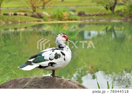 メス 女性 女子 76044518