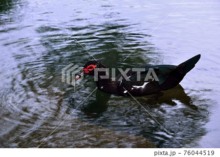 メス 女性 女子 76044519