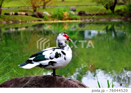 メス 女性 女子 76044520