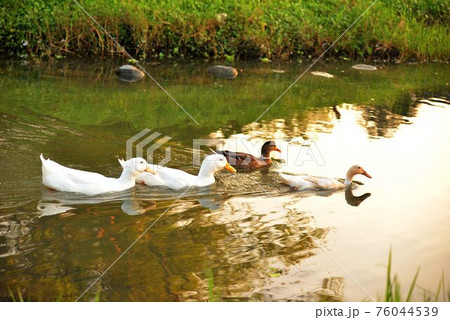 メス 女性 女子 76044539