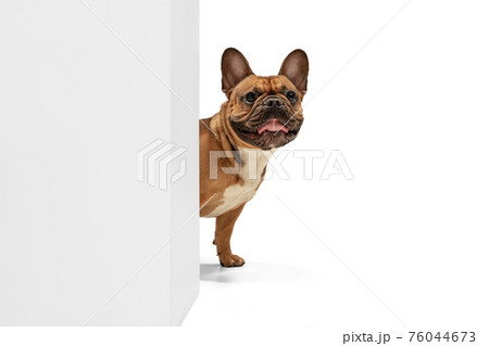 Young brown French Bulldog playing isolated on white studio background Young brown French Bulldog playing isolated on white studio background 76044673