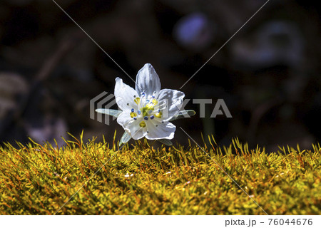 植物 花 春 76044676