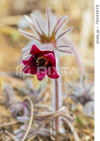 花 フワフワ 自然の写真素材