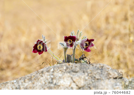 花 フワフワ 自然の写真素材