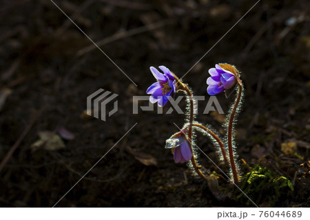 肝 フワフワ 花の写真素材