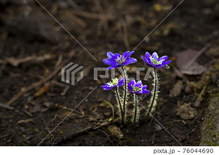 肝 フワフワ 花の写真素材