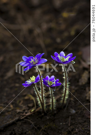 肝 フワフワ 花の写真素材