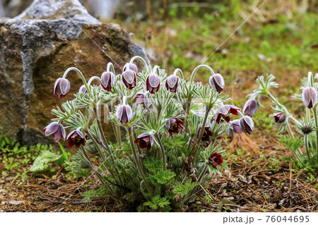 花 フワフワ 自然の写真素材