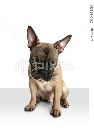 Young brown French Bulldog playing isolated on white studio background Young brown French Bulldog playing isolated on white studio background 76044859