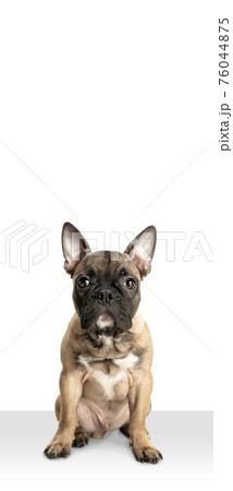 Young brown French Bulldog playing isolated on white studio background Young brown French Bulldog playing isolated on white studio background 76044875