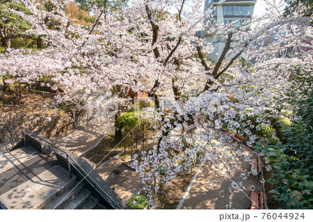 乃木神社と乃木公園の満開の桜乃木公園の写真素材