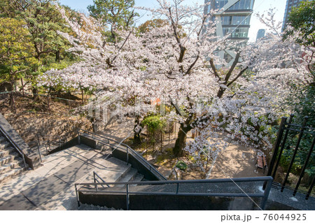 乃木神社と乃木公園の満開の桜乃木公園 76044925