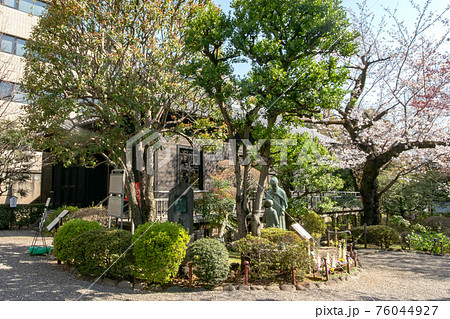 乃木神社と乃木公園の満開の桜乃木公園 76044927