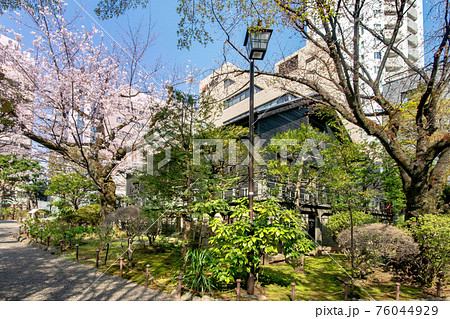 乃木神社と乃木公園の満開の桜乃木公園 乃木神社と乃木公園の満開の桜乃木公園 76044929